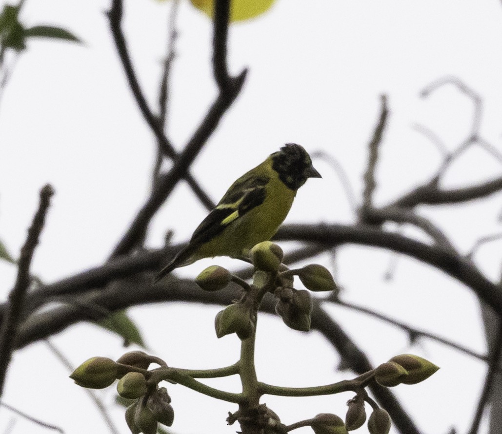 Saffron Siskin - joan garvey