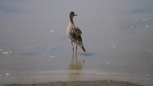 Upland Sandpiper - ML606879961