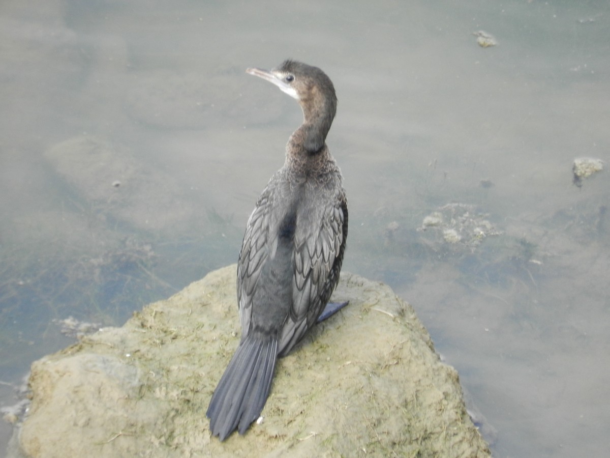 Cormorán de Java - ML60688001