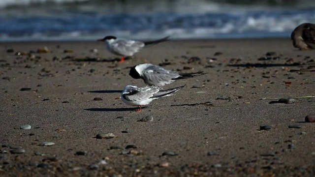 Common Tern - ML606880361