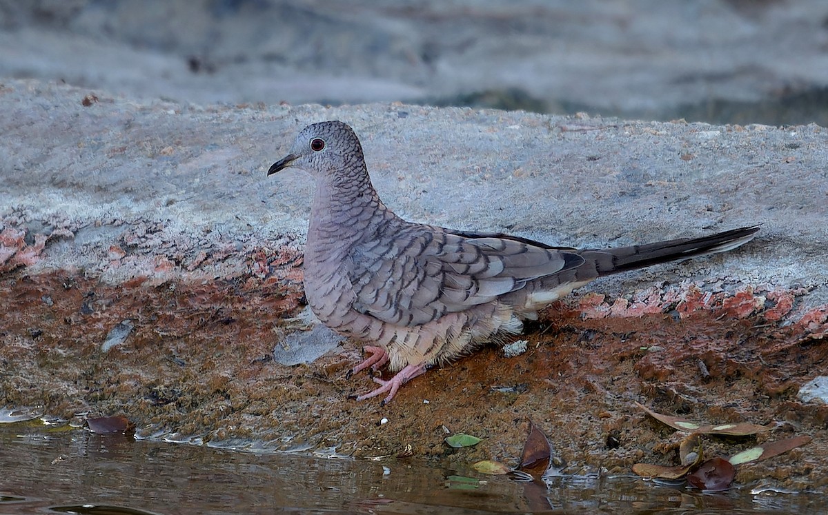 Inca Dove - ML606880501