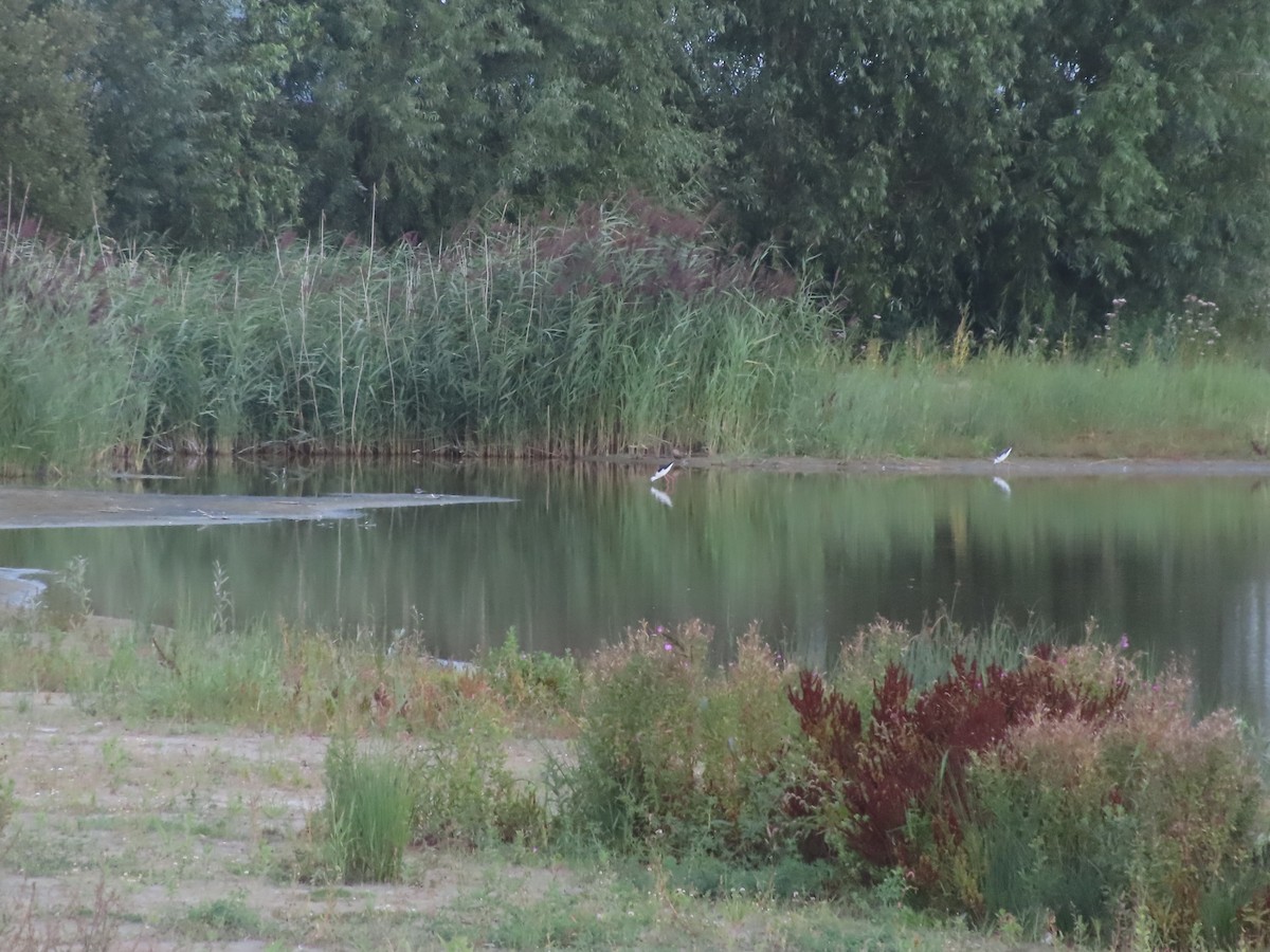 Black-winged Stilt - ML606880551