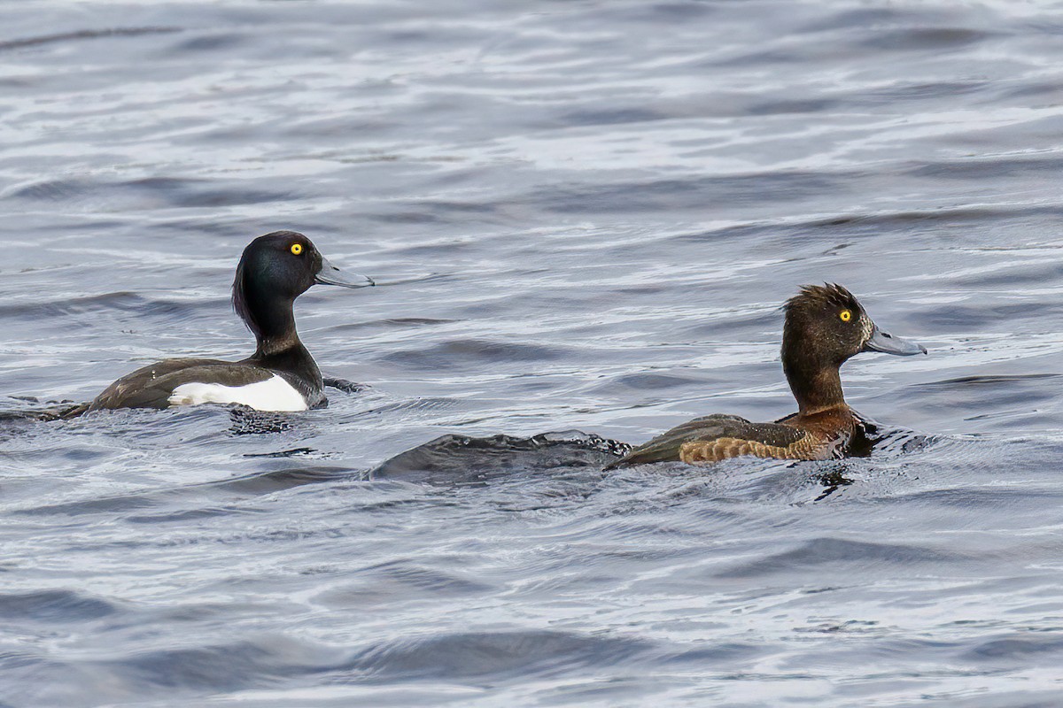 Tufted Duck - Manuel Fernandez-Bermejo