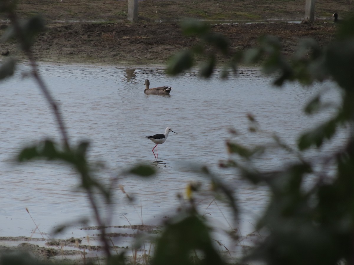 Black-winged Stilt - ML606880901