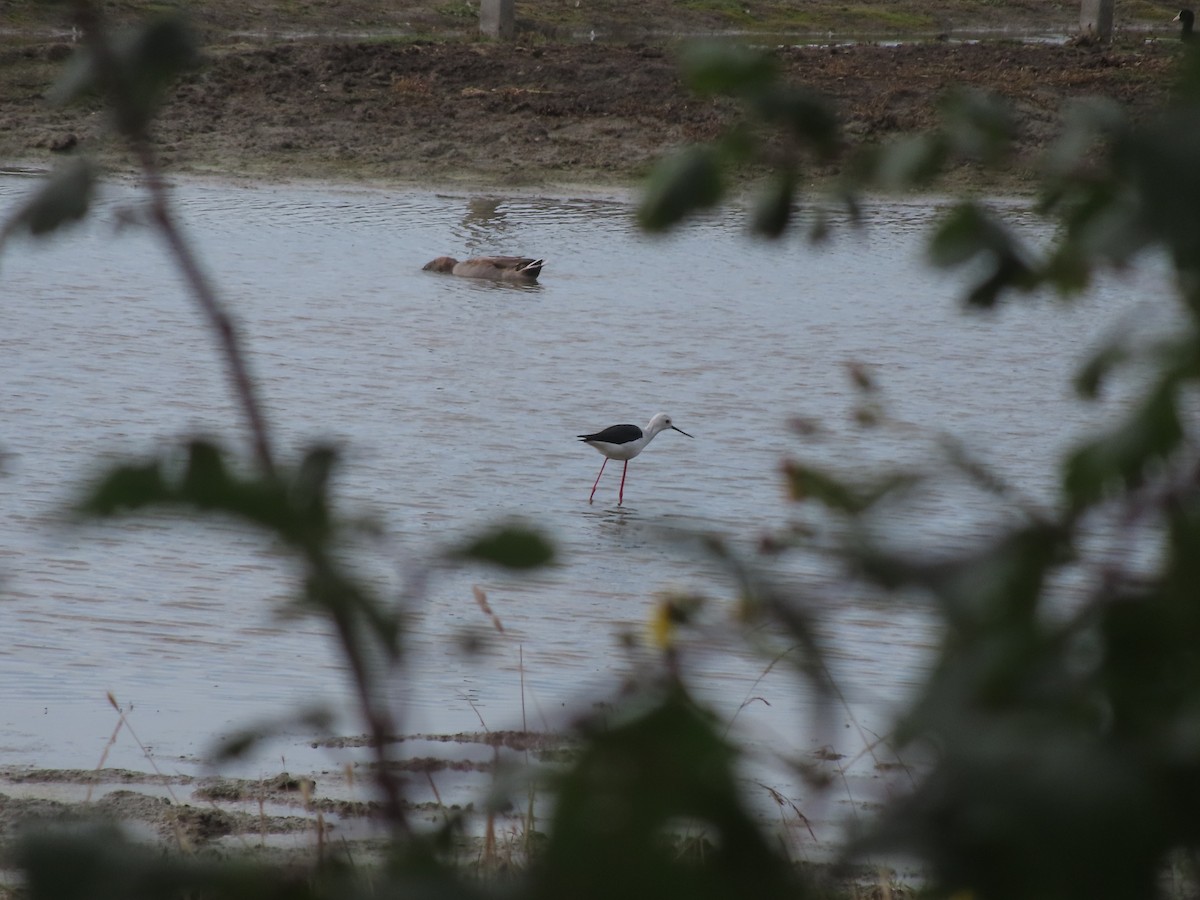 Black-winged Stilt - Krist Crommen