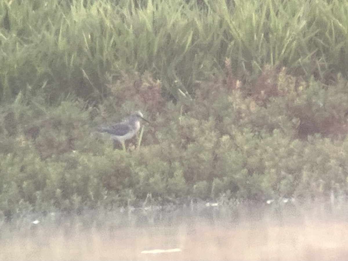 Baird's Sandpiper - ML606881411