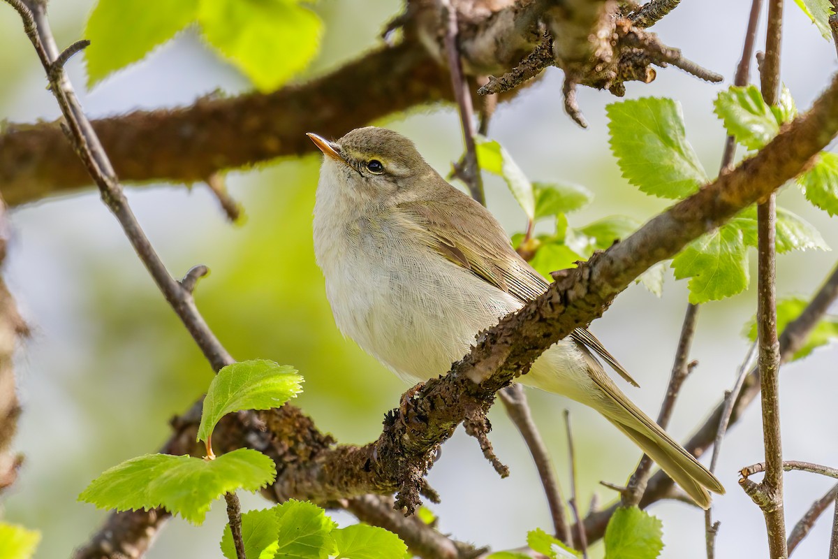 Willow Warbler - ML606881831