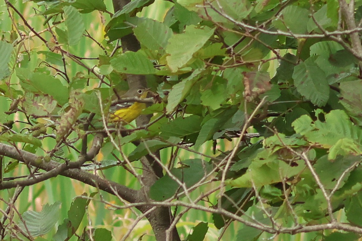 Magnolia Warbler - ML606882241