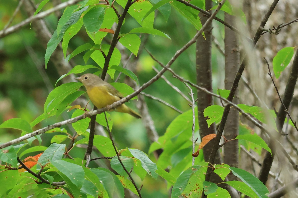 Nashville Warbler - ML606882661