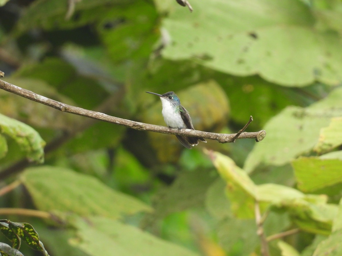 kolibřík andský - ML606882791