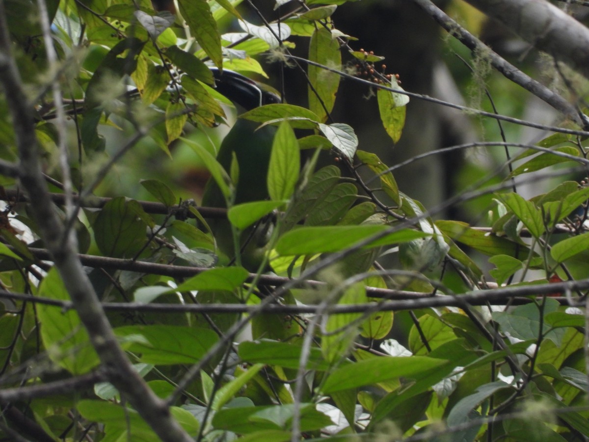 Chestnut-tipped Toucanet - ML606883051