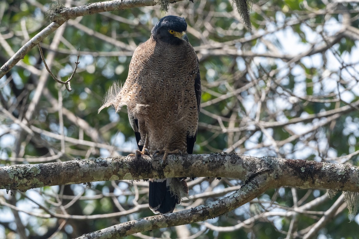 Haubenschlangenadler - ML606883141