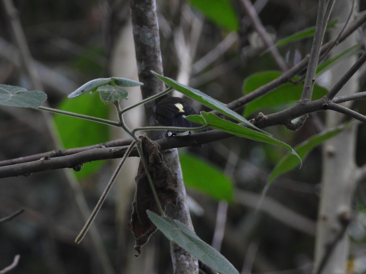 Tawny-breasted Flycatcher - ML606883681