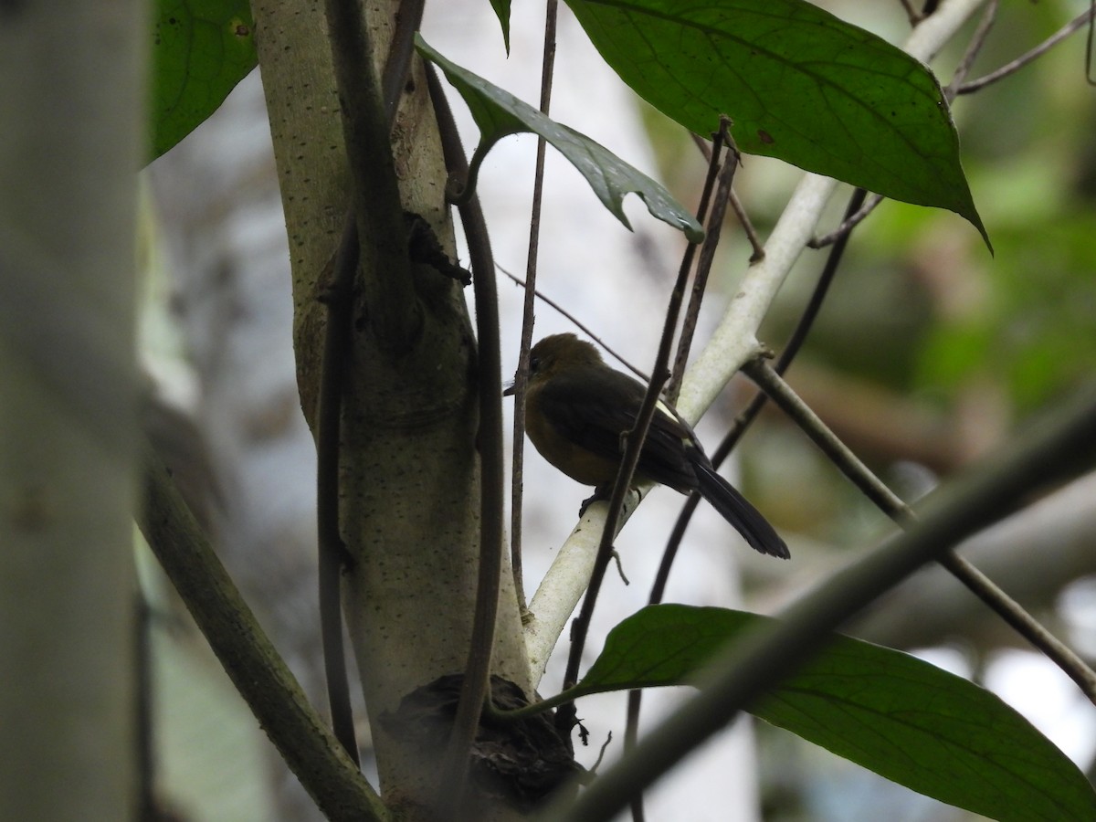 Tawny-breasted Flycatcher - ML606883721