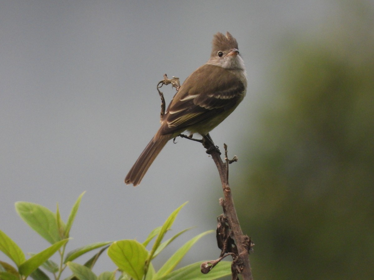 White-crested Elaenia - ML606884251