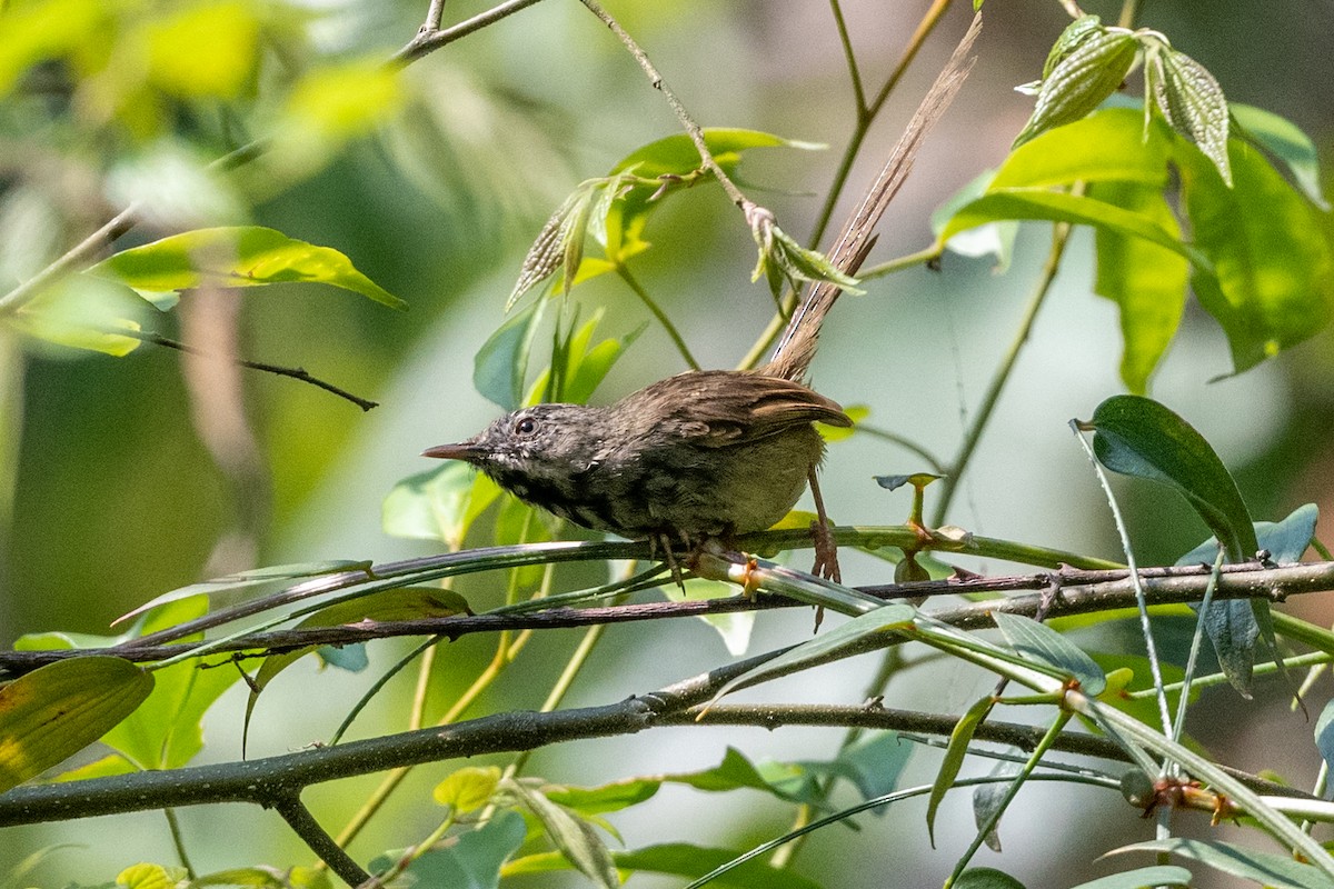 Black-throated Prinia - ML606884341