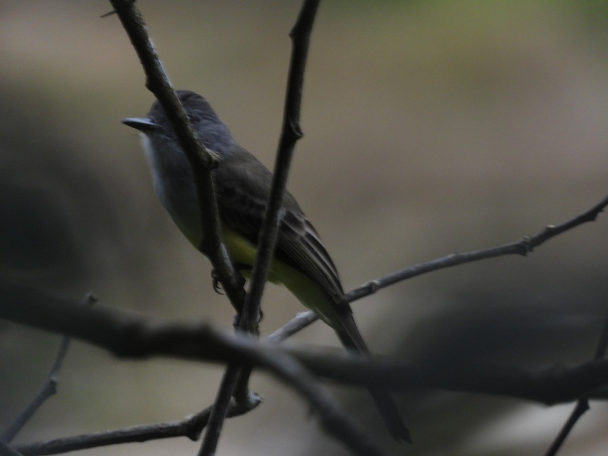 Sooty-crowned Flycatcher - ML606885011