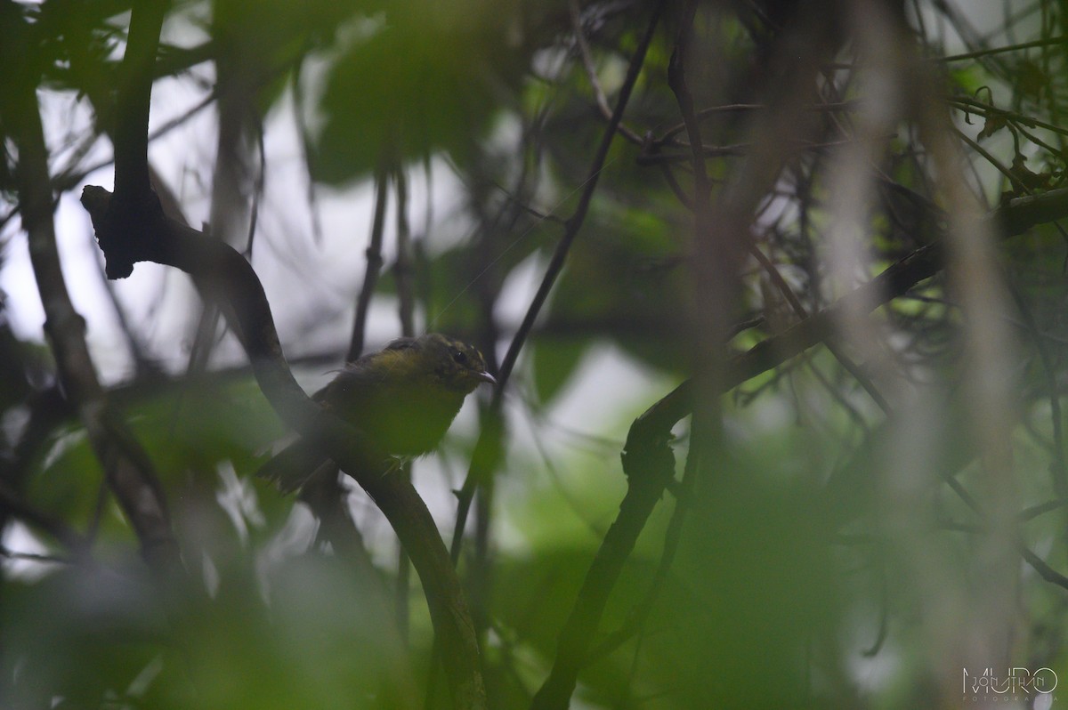 Golden-crowned Warbler - Jonathan Muró