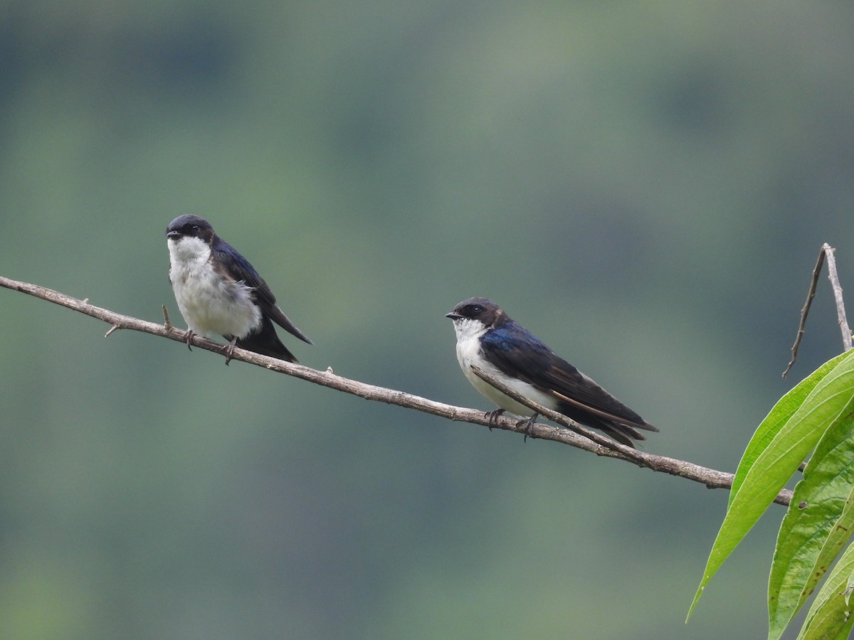 Blue-and-white Swallow - ML606885741