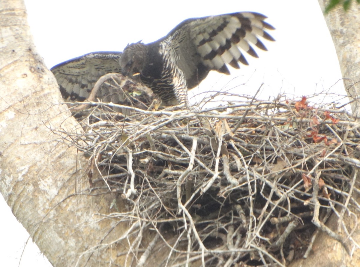 Crested Eagle - ML606885791