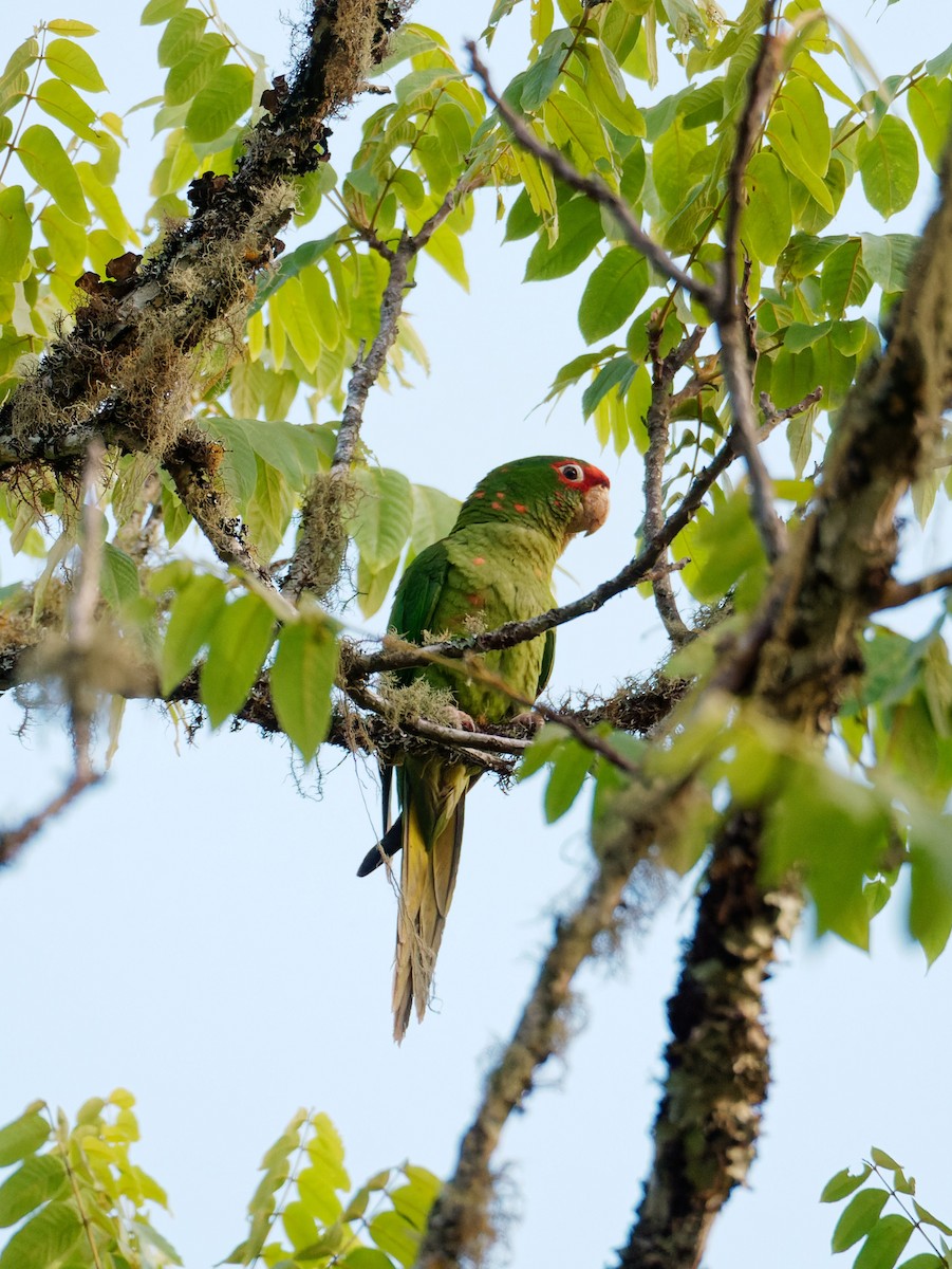 Mitred Parakeet - ML606885881