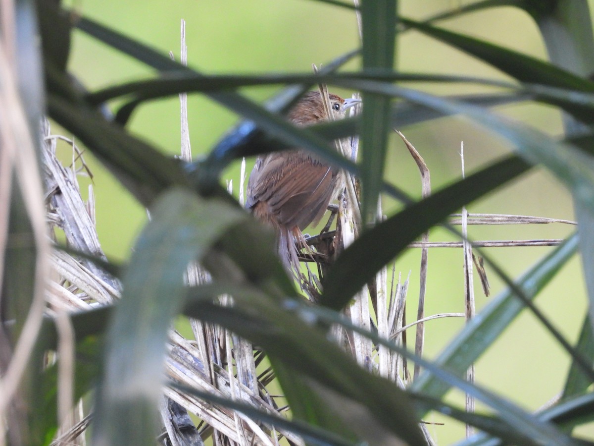 Mountain Wren - ML606886621