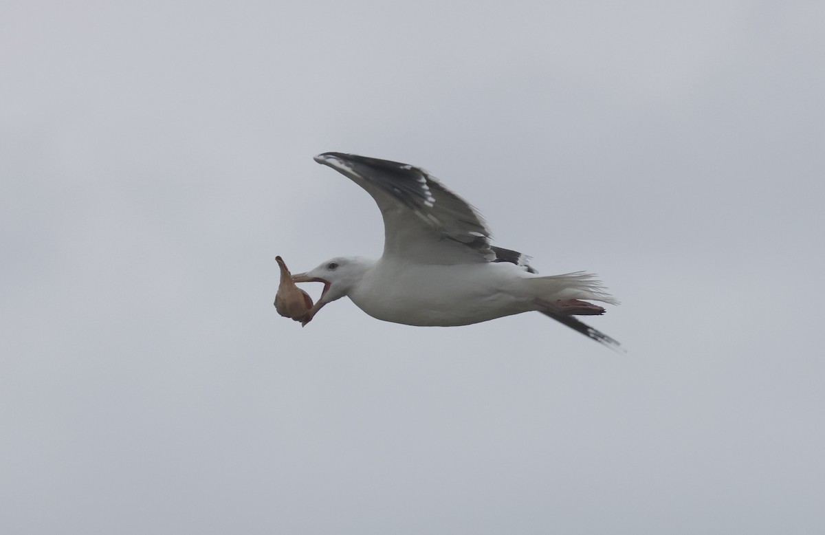 Great Black-backed Gull - ML606886641