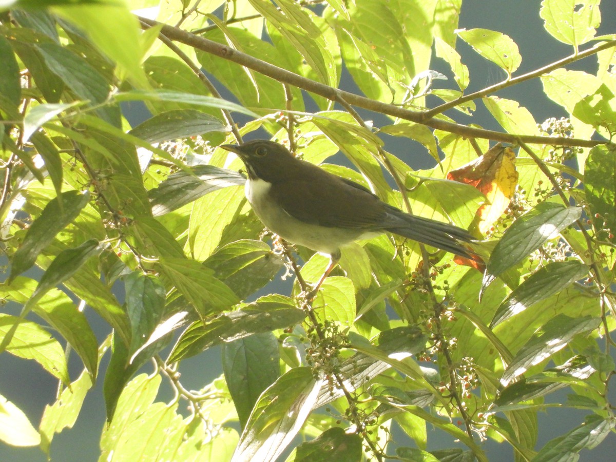 White-necked Thrush - ML606886661