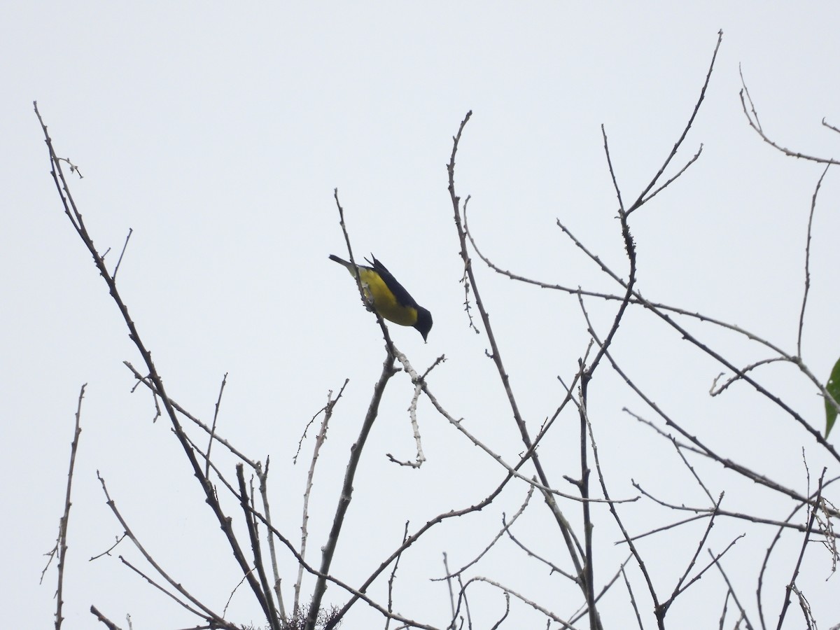 White-vented Euphonia - ML606886991