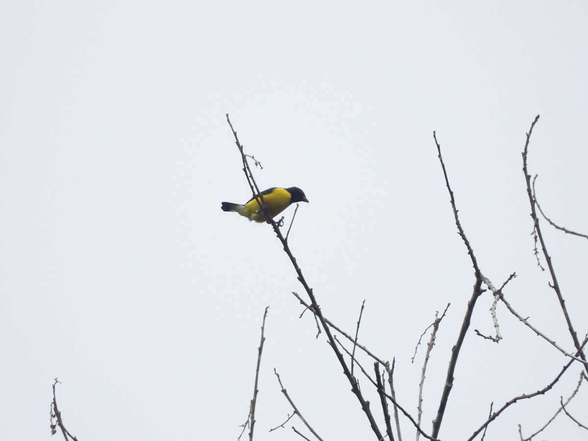 White-vented Euphonia - ML606887001