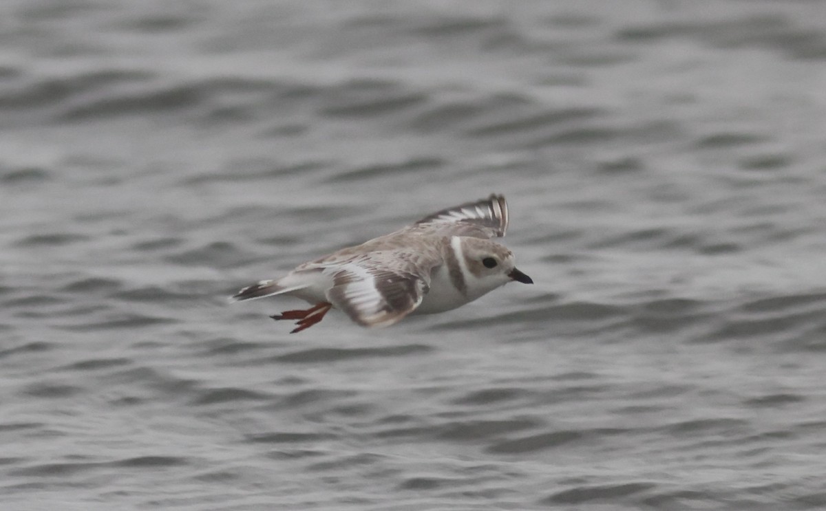 Piping Plover - ML606887221