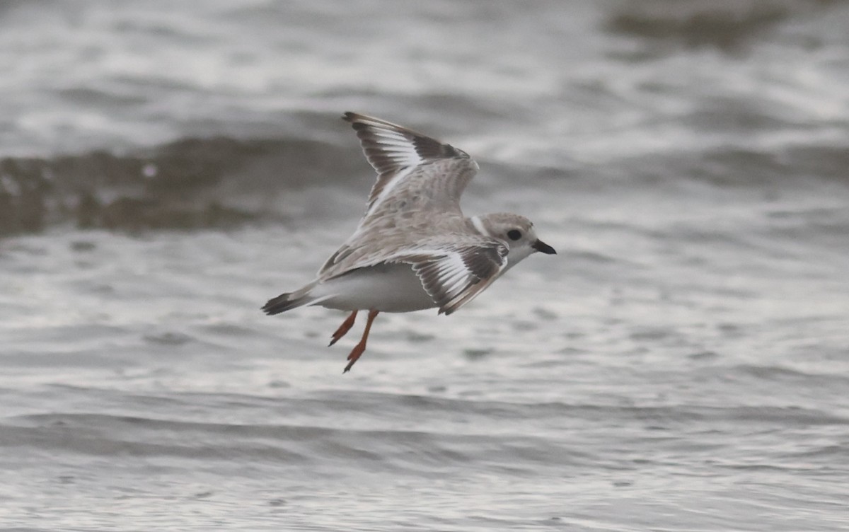 Piping Plover - ML606887231