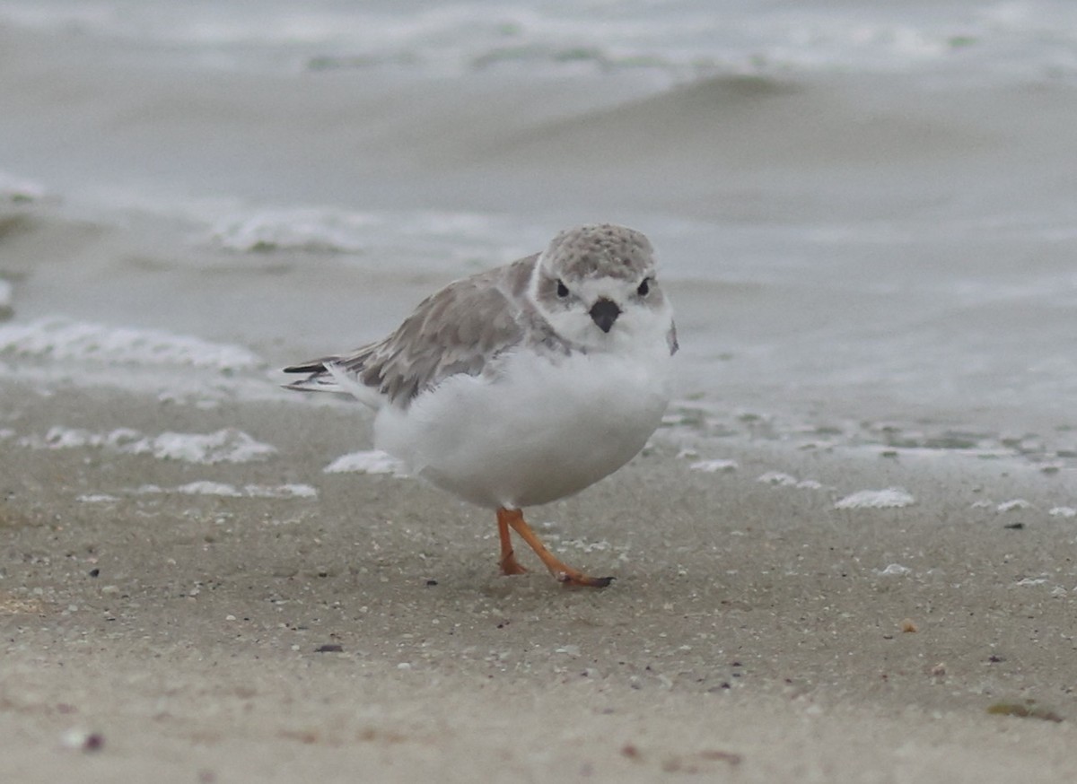 Piping Plover - ML606887261
