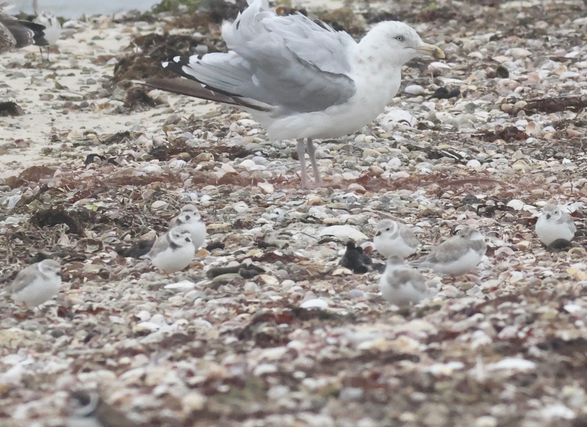 Piping Plover - ML606887301