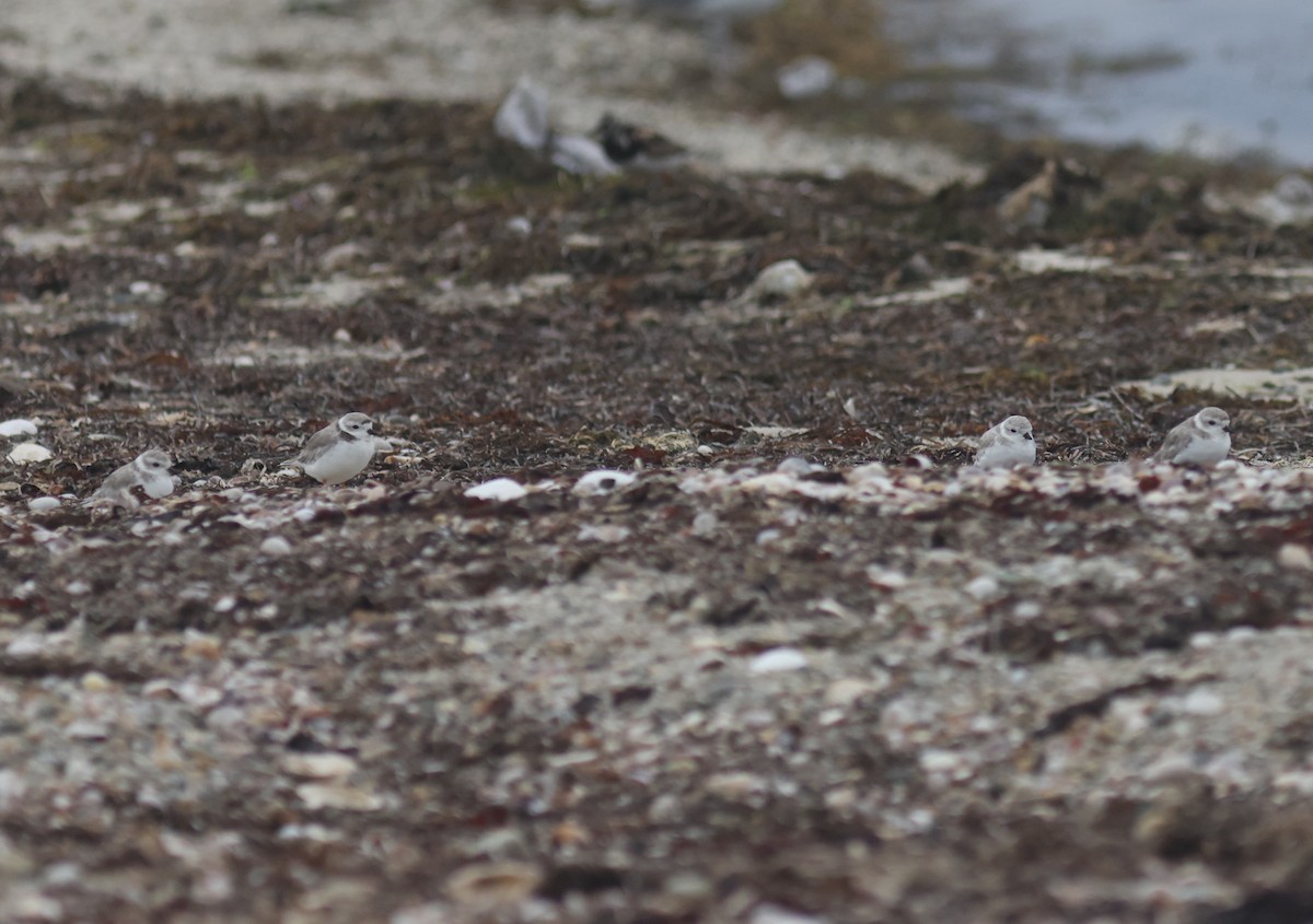 Piping Plover - ML606887311
