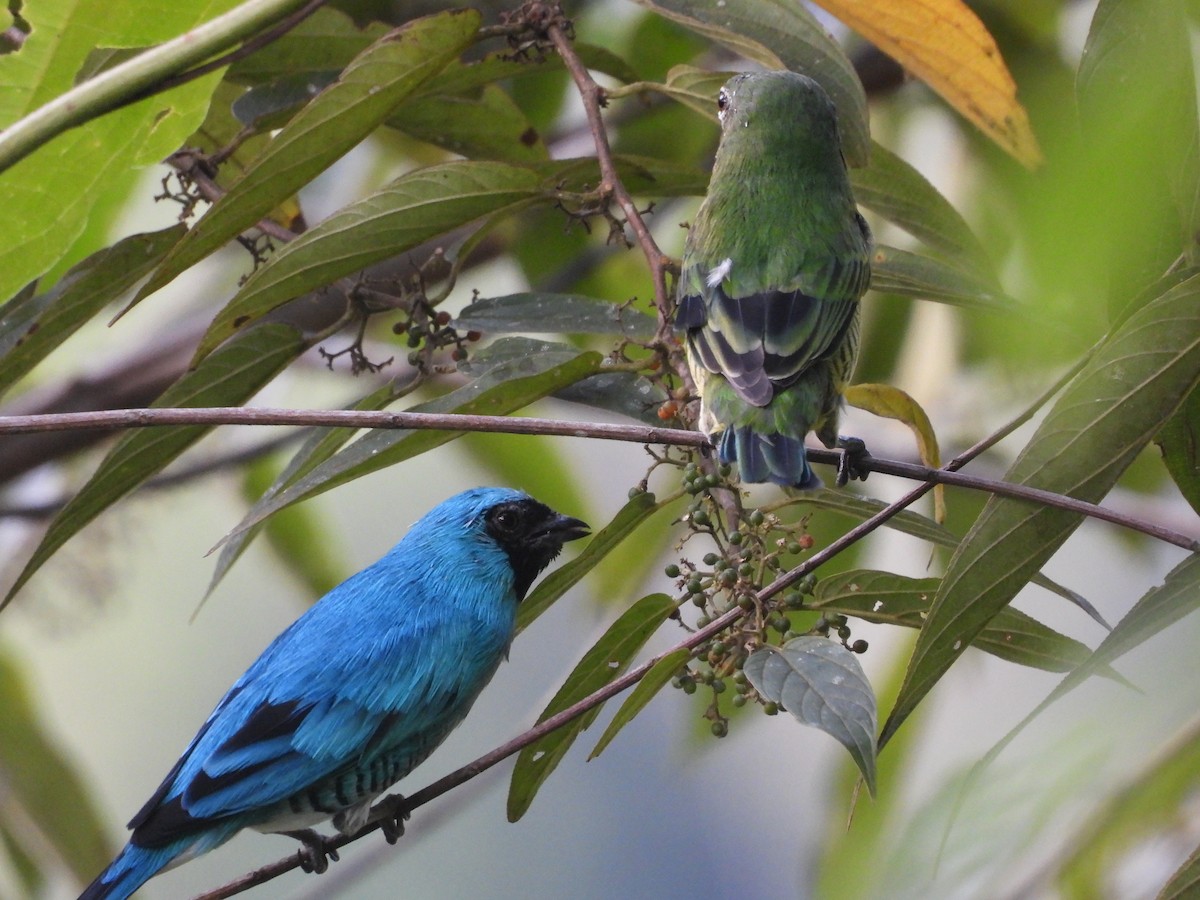 Swallow Tanager - ML606887681