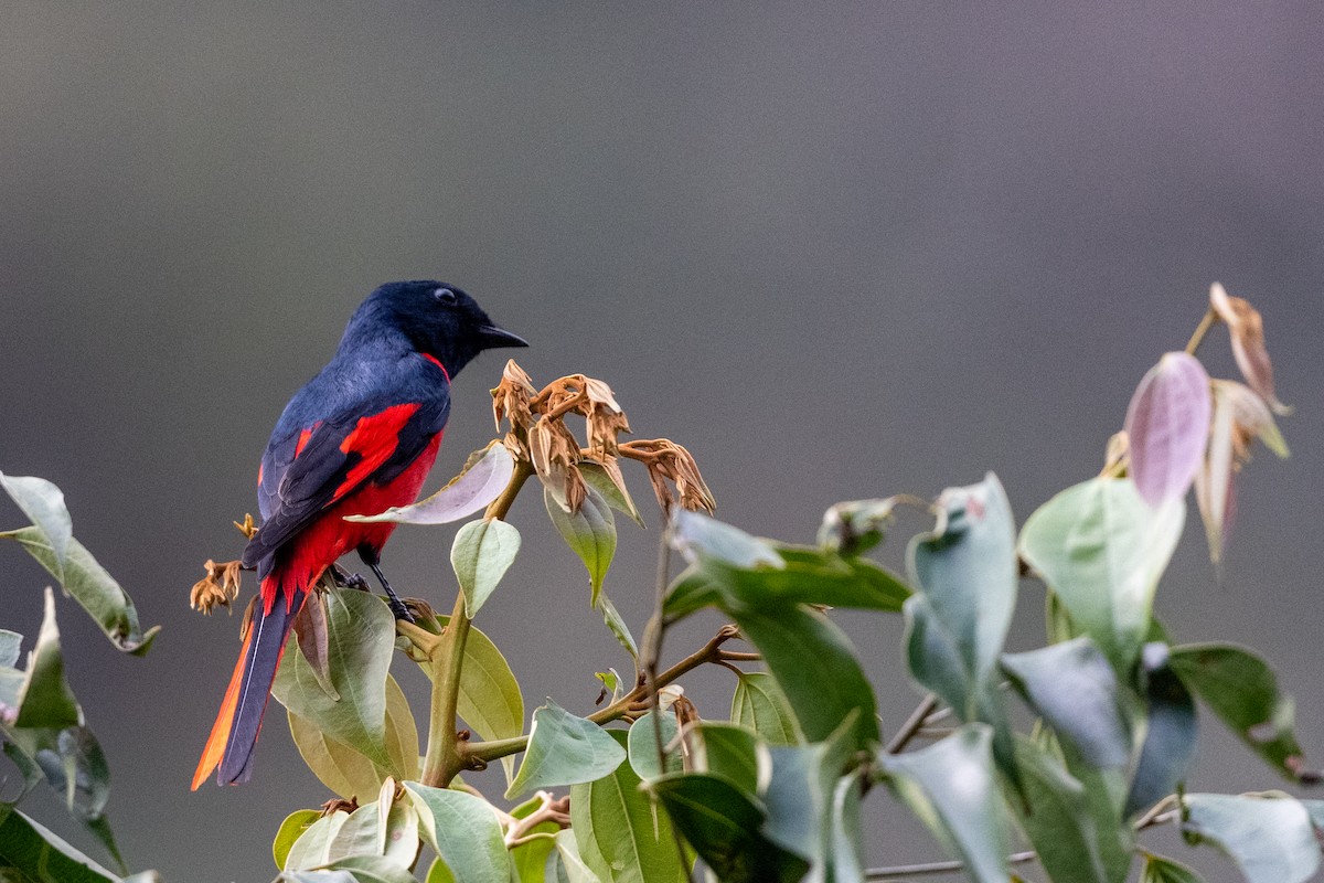 Short-billed Minivet - ML606887721