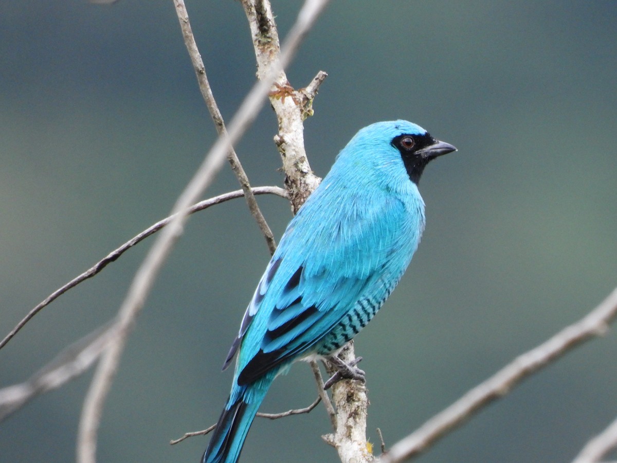 Swallow Tanager - Andy Ruiz Peña