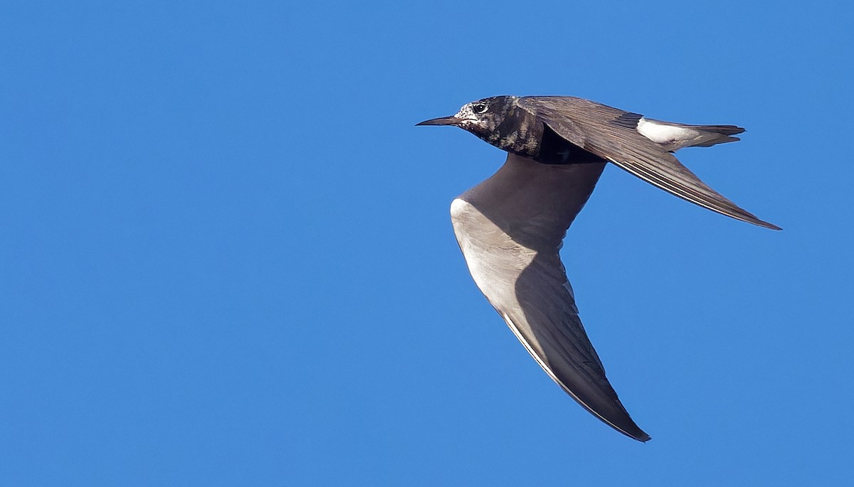 Black Tern - ML606887911