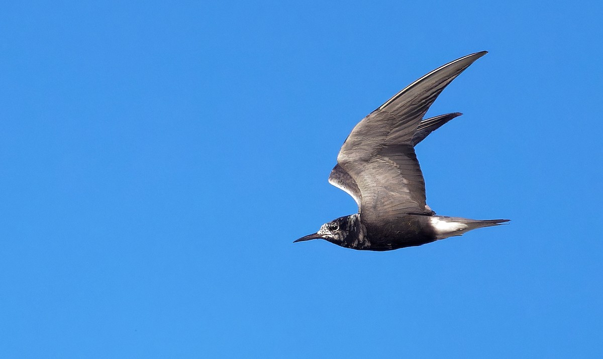 Black Tern - ML606887941