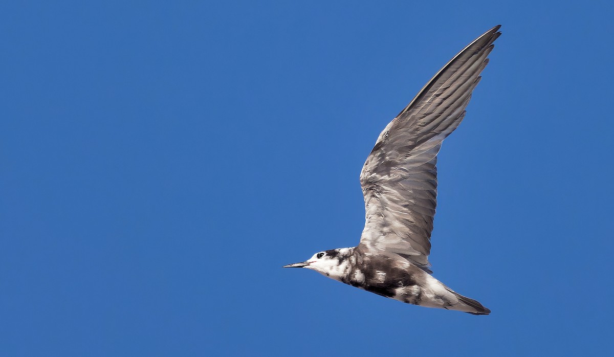 Black Tern - ML606887951