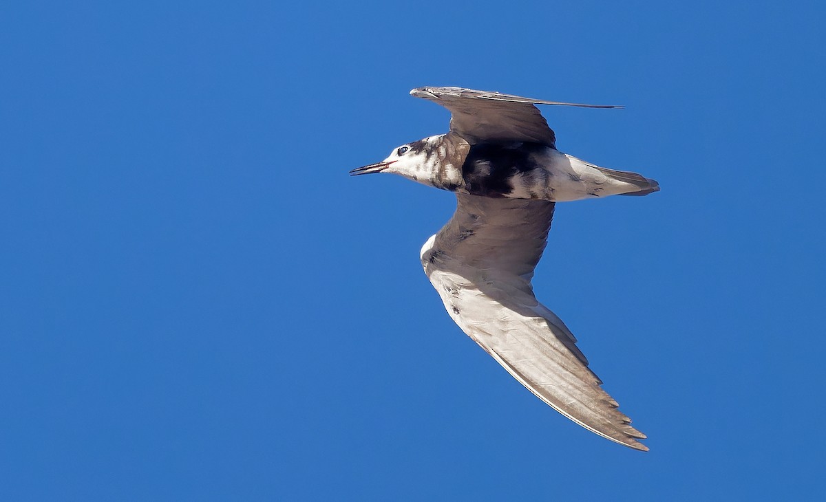 Black Tern - ML606887961