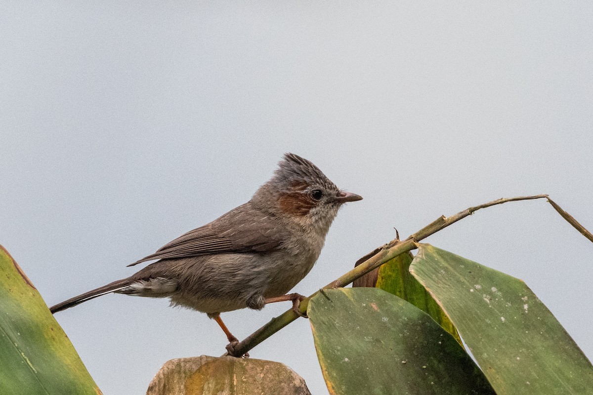 Striated Yuhina - ML606888281