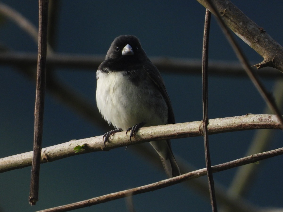 Black-and-white Seedeater - Andy Ruiz Peña