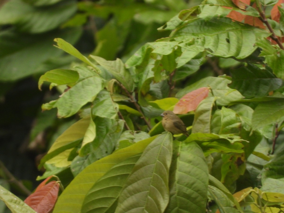 Chestnut-bellied Seedeater - Andy Ruiz Peña