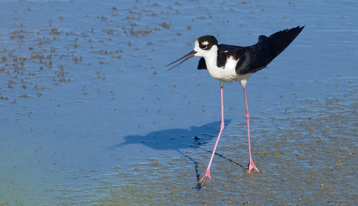 Black-necked Stilt (Black-necked) - ML606889061