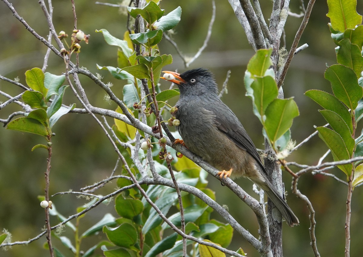 Reunion Bulbul - ML606889241