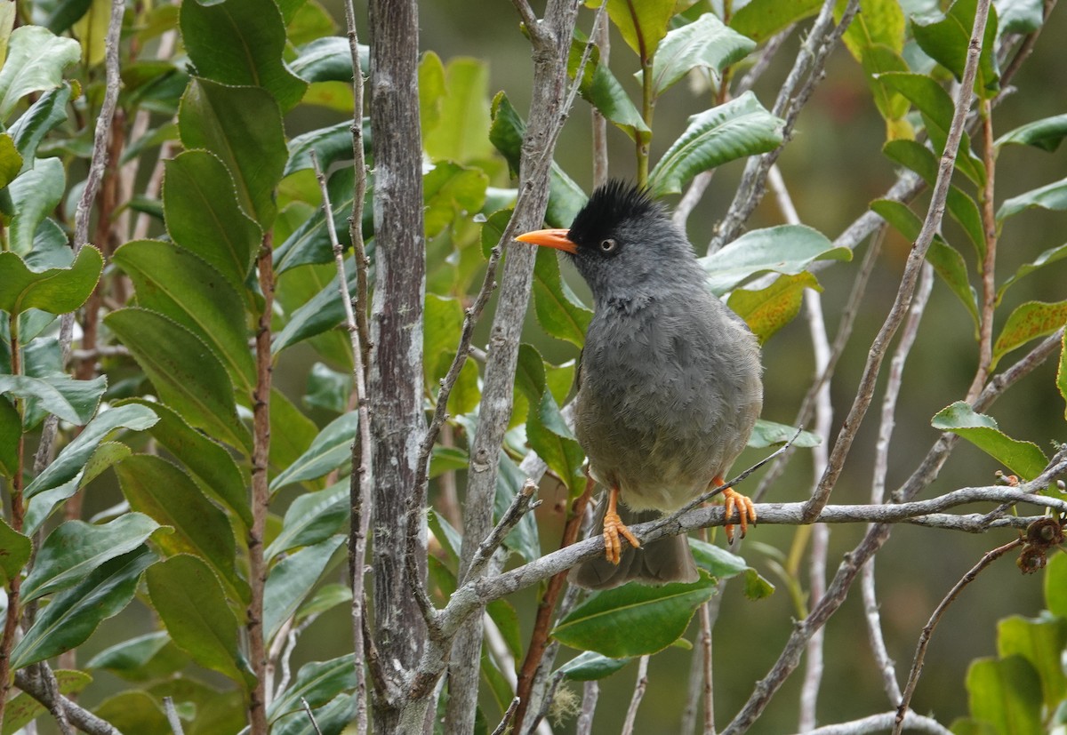 Reunion Bulbul - ML606889261