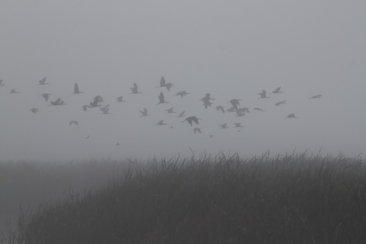 White-faced Ibis - Brenin Burgess