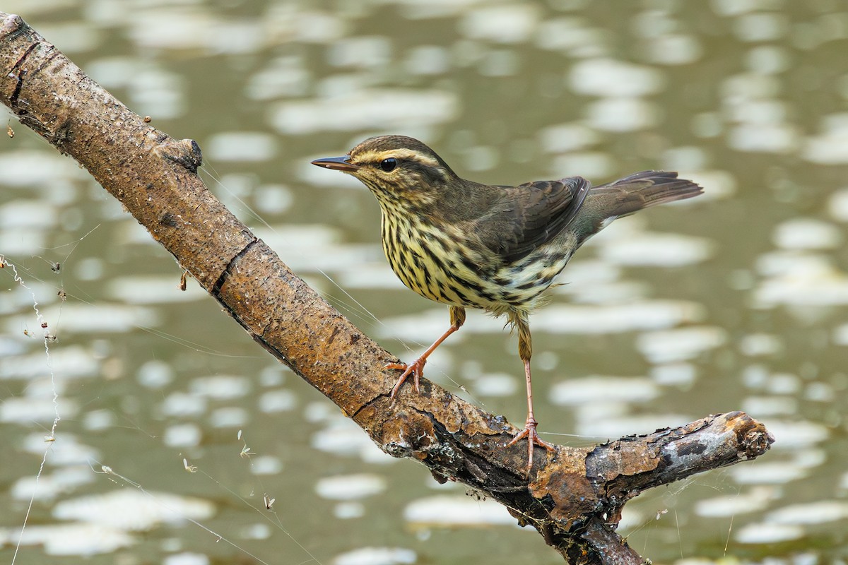 Northern Waterthrush - ML606890991